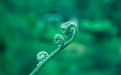 LA GEMMOTERAPIA NELLA PSICOTERAPIA E NEL COUNSELING OLISTICO