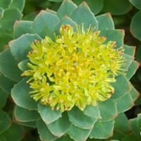 La rhodiola rosea