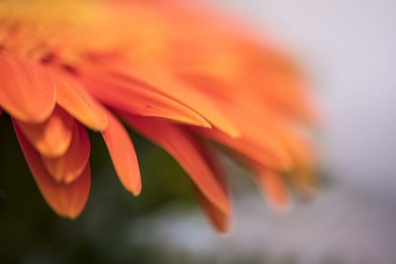 CORSO DI FLORITERAPIA DI BACH “CONOSCERE SE STESSI E GLI ALTRI ATTRAVERSO LA FLORITERAPIA DI BACH”