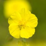 Fiore di Bach: Rock Rose