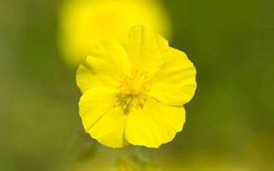 FLORITERAPIA DI BACH: ROCK ROSE