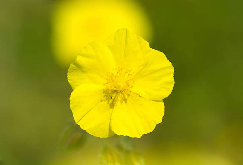 FLORITERAPIA DI BACH: ROCK ROSE