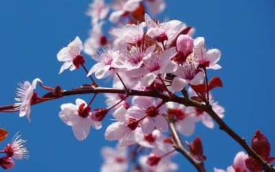 FLORITERAPIA DI BACH: CHERRY PLUM