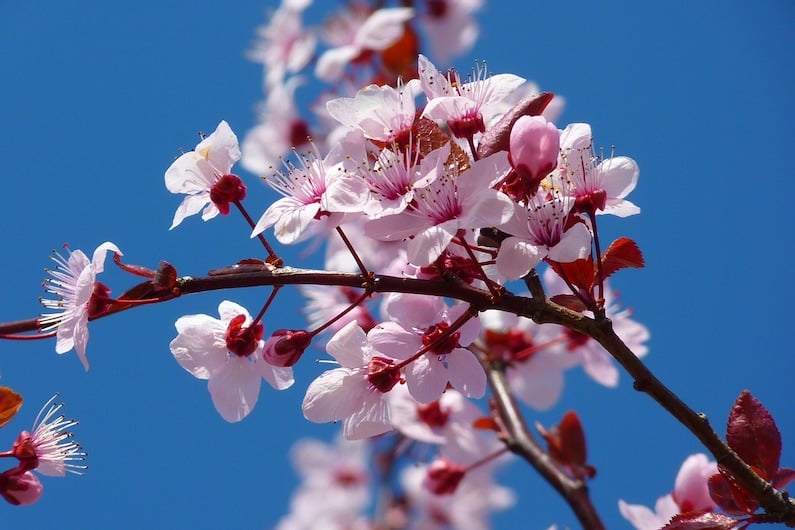 Il fiore cherry plum