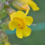 Il fiore mimulus