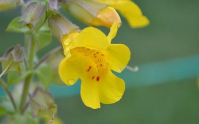 FLORITERAPIA DI BACH: MIMULUS