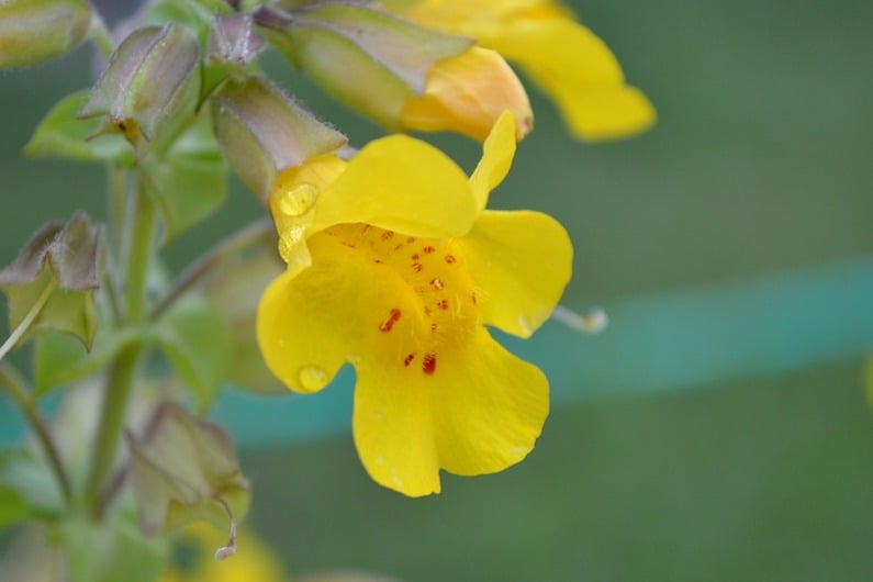 Il fiore mimulus