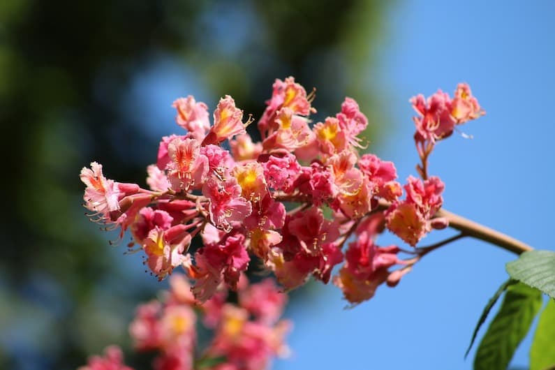 Il fiore chestnut red