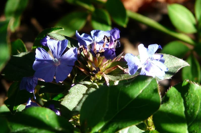 Il Fiore Cerato