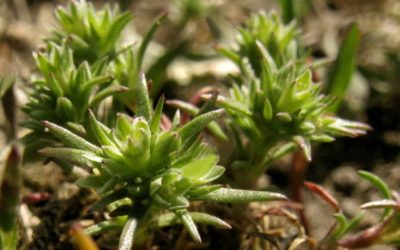 FLORITERAPIA DI BACH: SCLERANTHUS