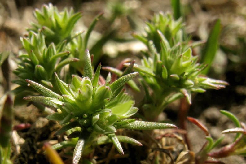 FLORITERAPIA DI BACH: SCLERANTHUS