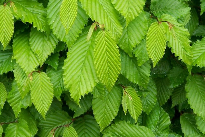 FLORITERAPIA DI BACH: HORNBEAM