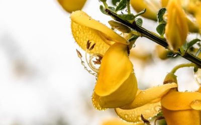 FLORITERAPIA DI BACH: GORSE
