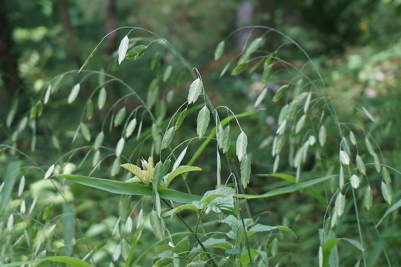 Avena selvatica