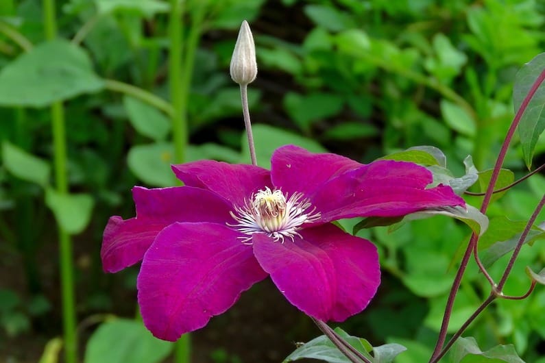 Il Fiore Clematis