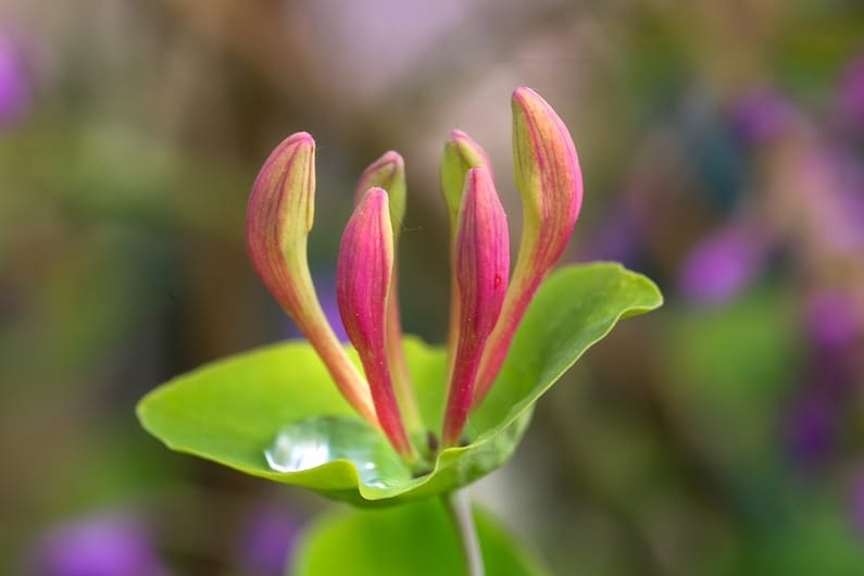 Il Fiore Caprifoglio