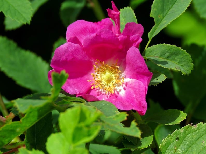 FLORITERAPIA DI BACH: WILD ROSE