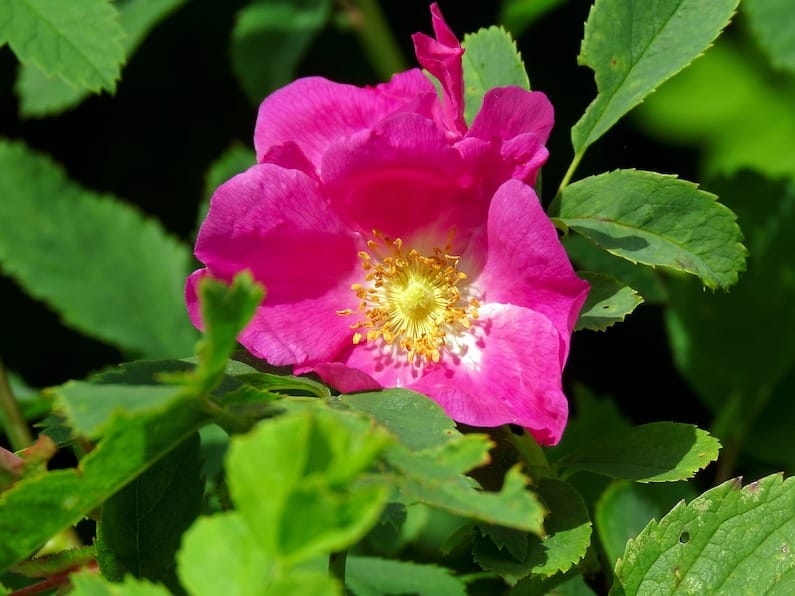 Fiore Rosa Canina