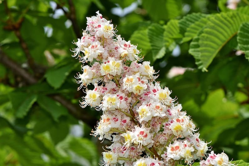 Red Chestnut, tutto sul fiore di Bach 