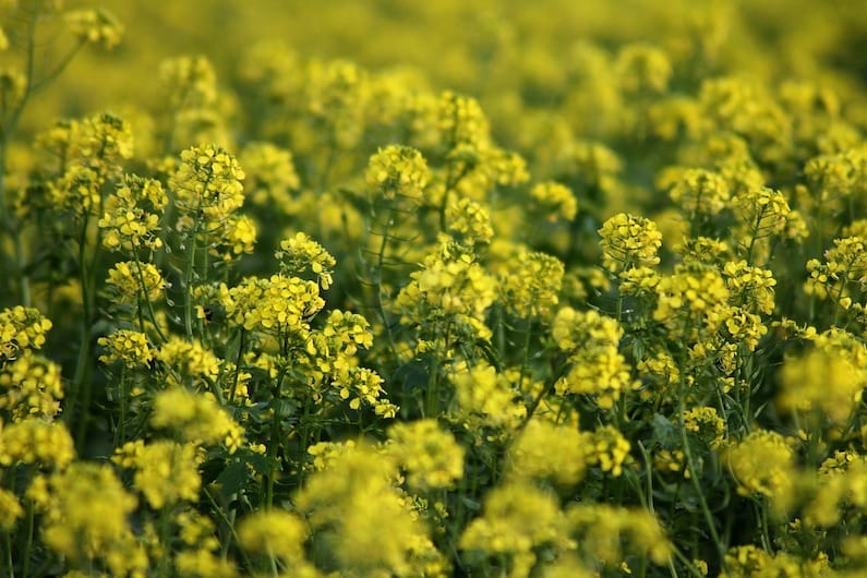 FLORITERAPIA DI BACH: MUSTARD