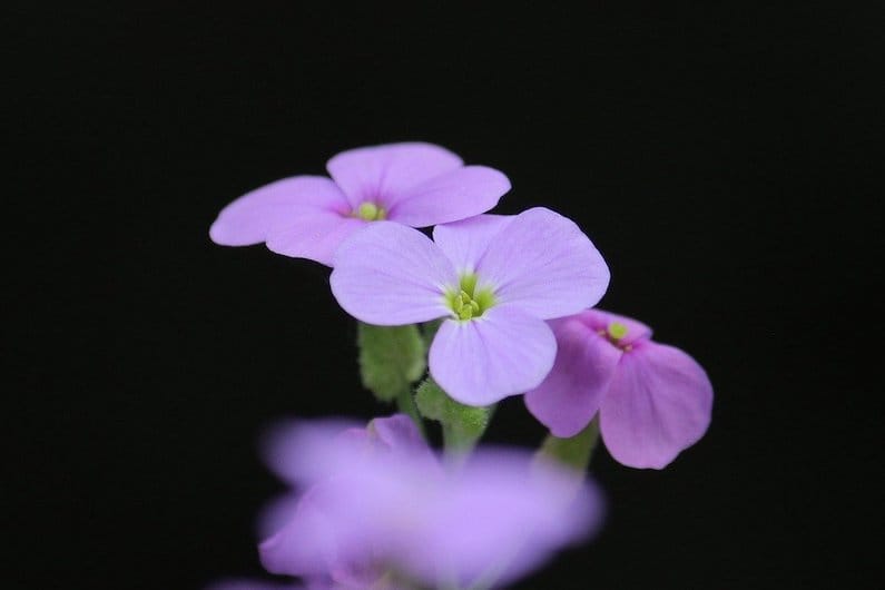 Fiore water violet