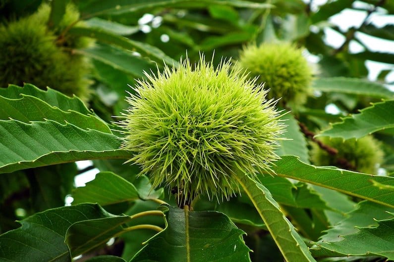 SWEET CHESTNUT: FLORITERAPIA DELL’ANGOSCIA