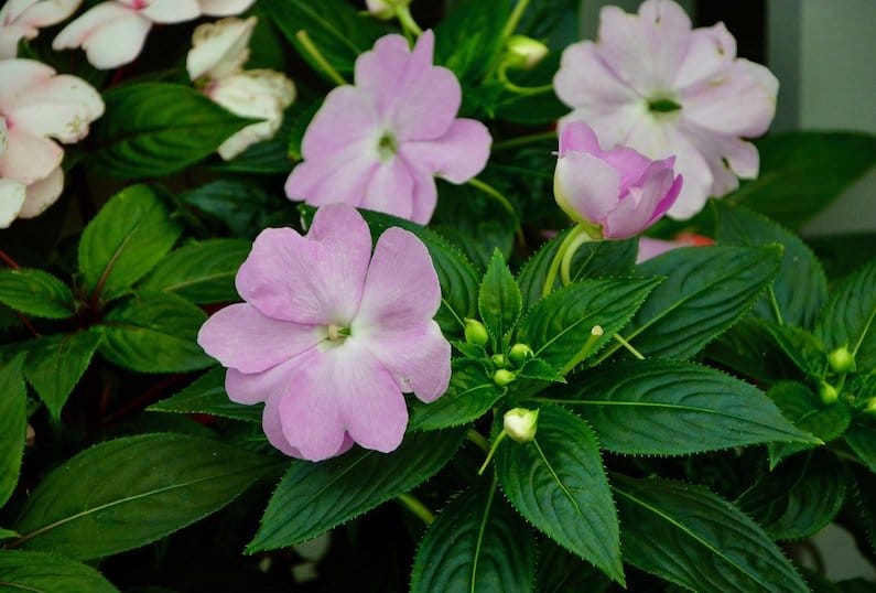 IMPATIENS: FLORITERAPIA DELL’IMPAZIENZA