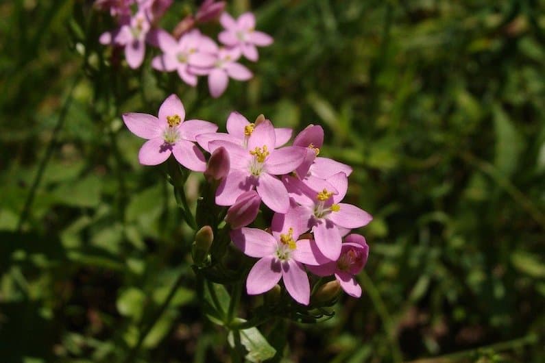 CENTAURY: LA FLORITERAPIA CHE AIUTA A EVOLVERE DAL SERVILISMO ALL’ALTRUISMO