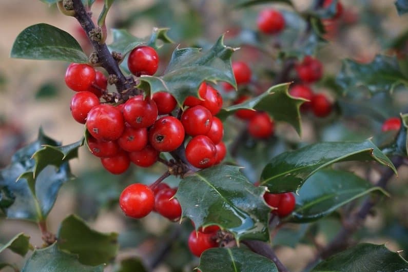 HOLLY: LA FLORITERAPIA CHE AIUTA A ELABORARE “SENTIMENTI INCOFFESSABILI”