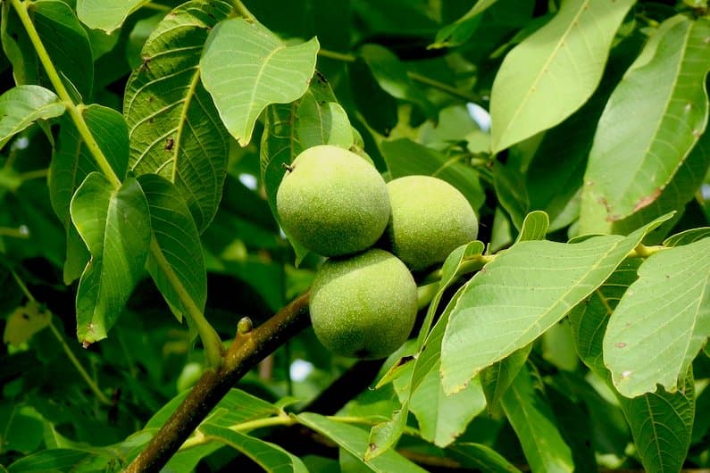 WALNUT: IL FIORE DI BACH CHE AIUTA NEL REALIZZARE CAMBIAMENTI VIRTUOSI