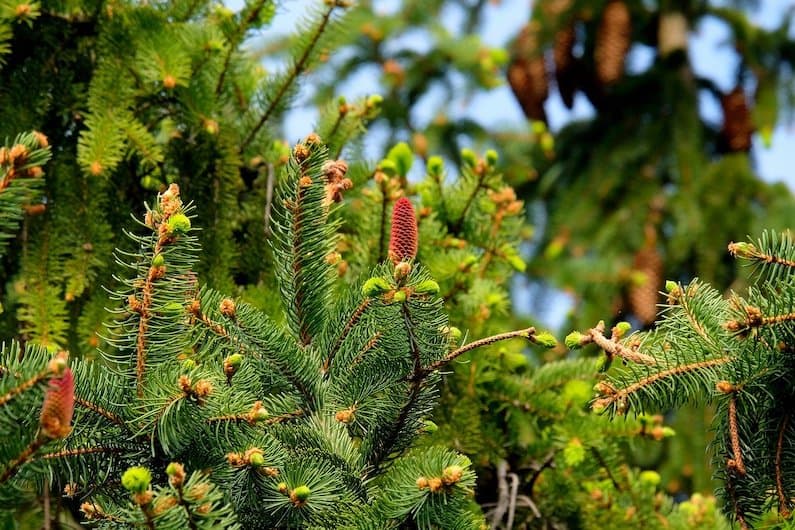 PINE: LA FLORITERAPIA CHE TRAGHETTA DAL SENSO DI COLPA AL SENSO DI RESPONSABILITA’