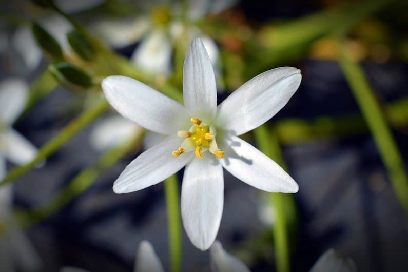 STAR OF BETHLEHEM, LA FLORITERAPIA DEL TRAUMA