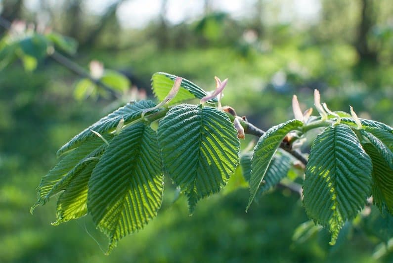 ELM: PER SUPERARE CON LA FLORITERAPIA UN TIPO DI DEPRESSIONE