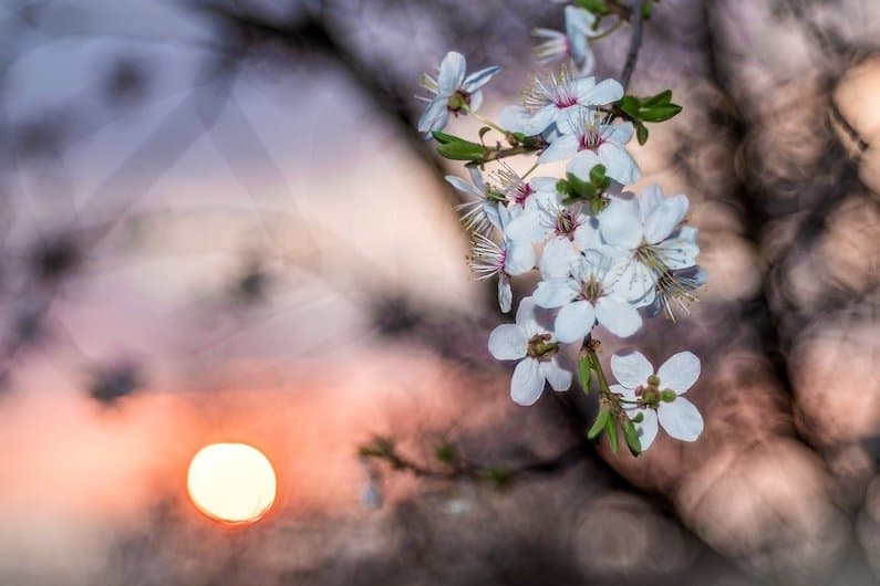 CRAB APPLE: IL FIORE DI BACH CHE DEPURA LA PSICHE