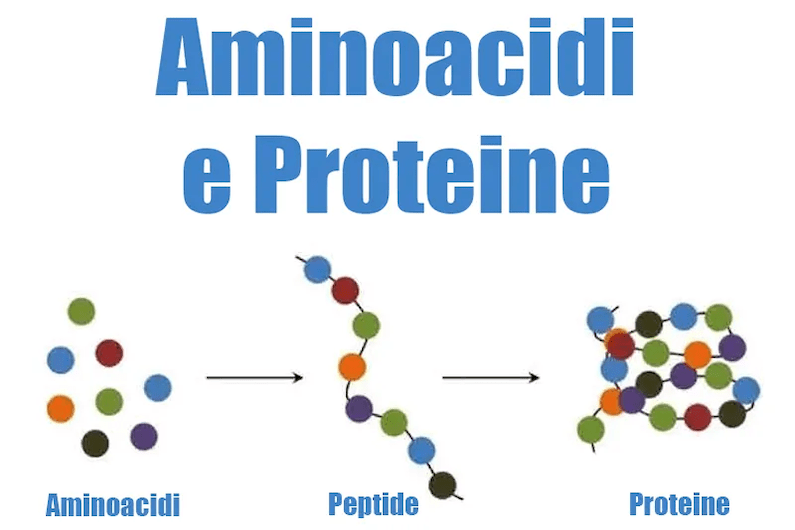 molecole aminoacidi