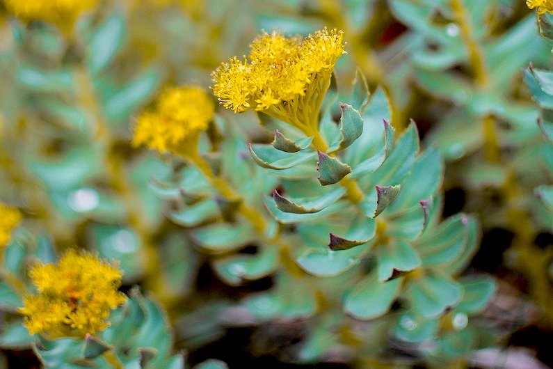 RHODIOLA ROSEA: UN AIUTO ALLA MEMORIA, ALL’APPRENDIMENTO E ALLA CONCENTRAZIONE